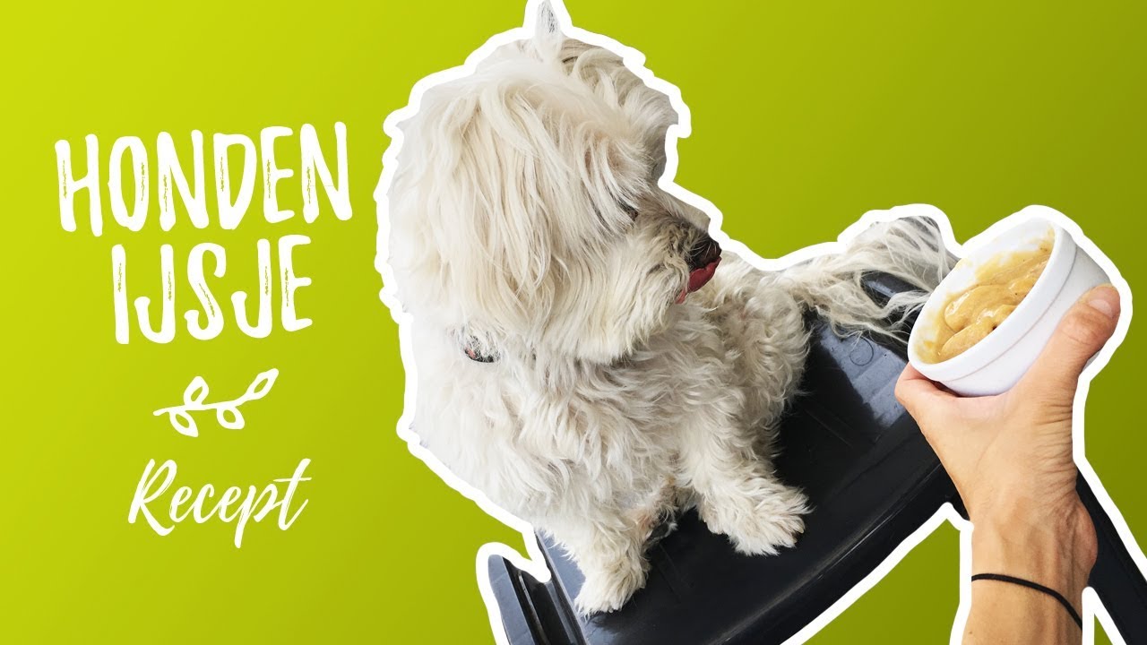 Zelf hondenijsjes maken - recept