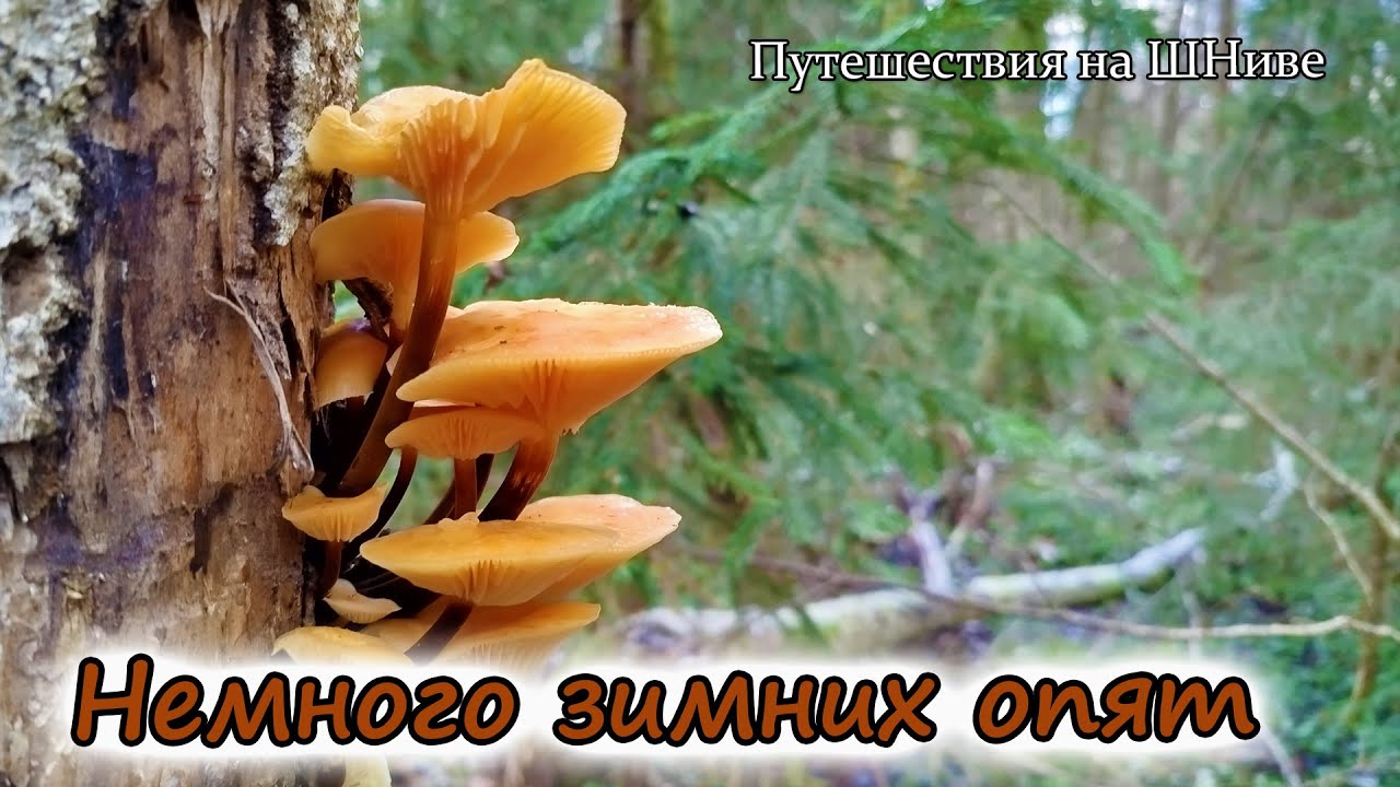 19 ноября. Проверил осинник после мороза и снегопада.