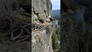 Bald Eagle Builds a Massive Nest on a Cliff #nest #birds #timelapse