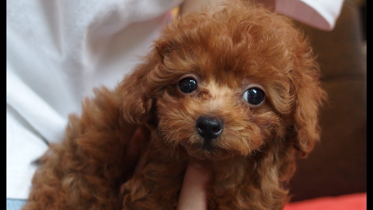 トイプードル レッド 女の子 愛称モカ 生後2ヶ月 Youtube