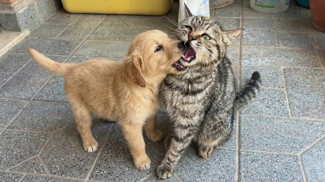 Котята реагируют на первую встречу со щенком! 🤣