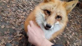 видео: Алиса - лиса. Игра с лисой. Часть 1. картинка: Алиса - лиса. Игра с лисой. Часть 1.