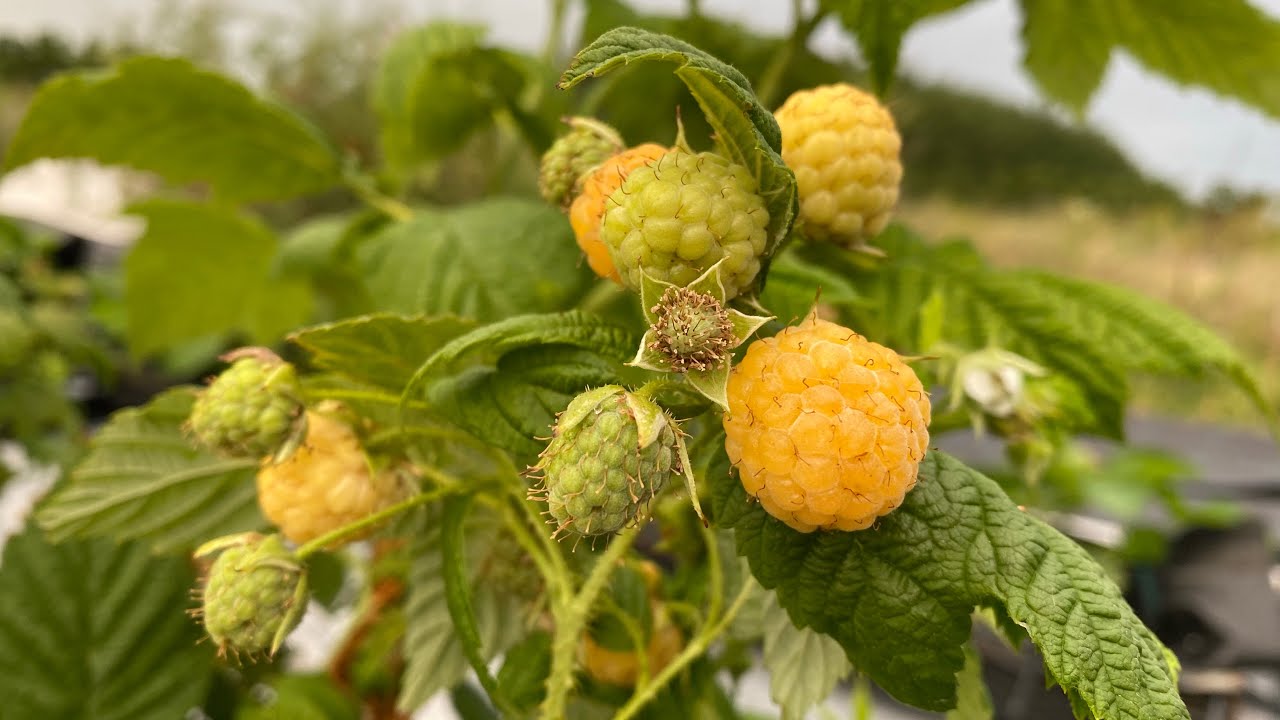 Raspberry All Gold Rhs Представяне на Целогодишни малини “Ал Голд” - Presentation of ...