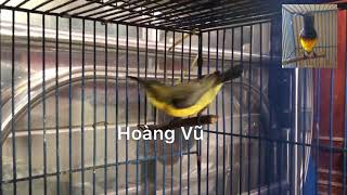 Vũ HM - Hút mật họng đen hót - HĐ1