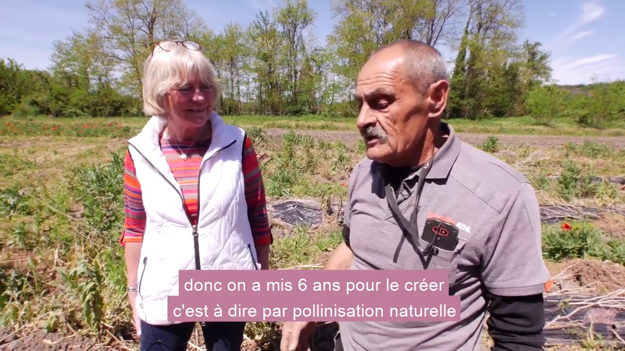 Piment doux des Cévennes : échange avec Christian et Brigitte Colautti