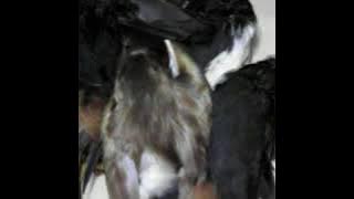 Suara burung keruwak ruak ruwak untuk berburu