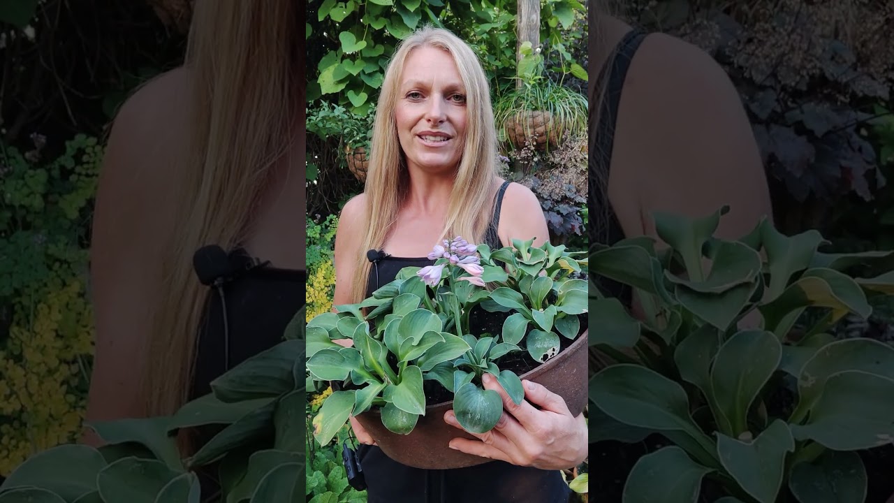 Hosta Blue Mouse Ears. Po więcej  zajrzyj na mój kanał 