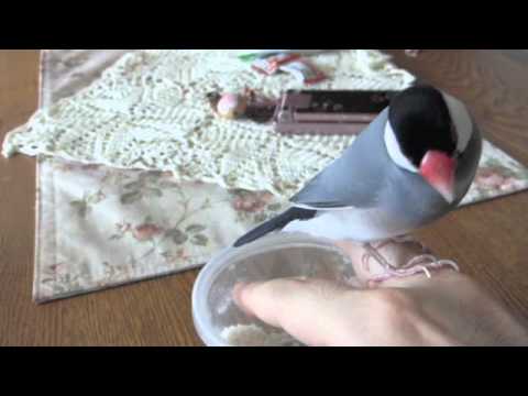 文鳥動画 Java sparrow 桜文鳥と白文鳥のokome騒動