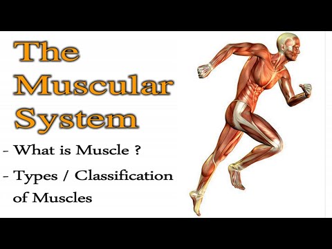 पेशीय प्रणाली | मांसपेशियों के प्रकार |