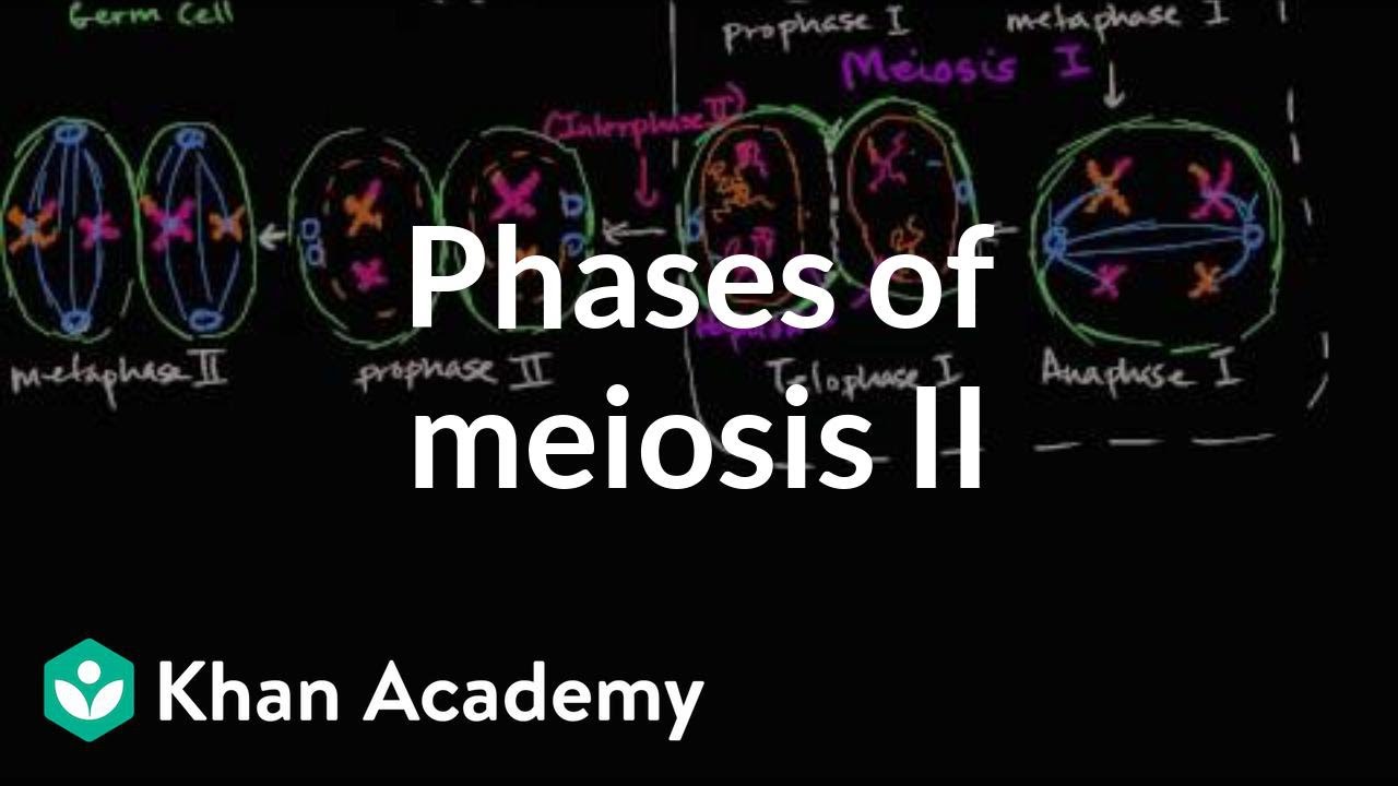 Phases Of Meiosis Ii Video Meiosis Khan Academy