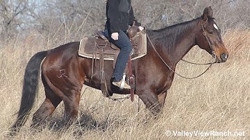 Peppys Red Hot Cat***For info, price, etc., go to our website*** ValleyViewRanch.net