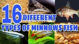 Types of Minnows Fish  Prathmesh aquatics 