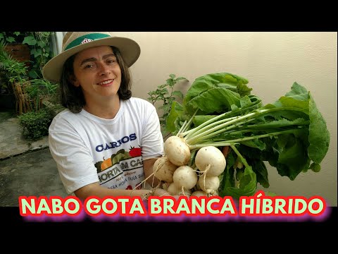 COMO PLANTAR NABO REDONDO GOTA BRANCA HÍBRIDO. COMEÇO,MEIO,FIM COLHEITA INCRÍVEL!!!!!!!