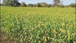 🎶काळ्या काळ्या मातीत झुलणाऱ्या शेतात बहरून आले जणू🎶 मराठी गाणी स्टेटस#@व्हाट्सअप स्टेटस#@मराठी गाणी