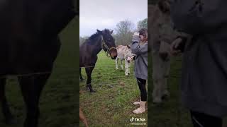 Donkey laughs at dog getting shocked at electric fence
