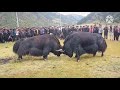 A big black Tibetan yak fight with a white one 😱😱