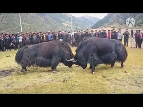 Video: Yak is an animal that lives in the mountains. Description, lifestyle, photo