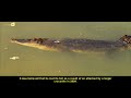 documentary film on Sungei Buloh Wetland Reserve