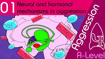 Neural and Hormonal - Aggression [AQA ALevel Psychology]