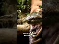 Measuring a 6-Meter Anaconda: 63cm Girth