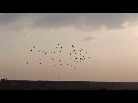 العظمه لله مش لنا بس احنا مشرفين نفسنا حسين الخطيب 