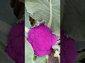 Growing purple cauliflower. Have you seen it before?