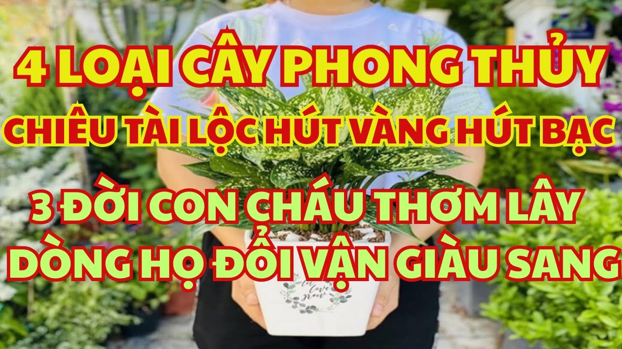4 Loại Cây Phong Thủy Chiêu Tài Lộc Hút VÀNG Hút BẠC,Trồng Trong Nhà 3 Đời Con Cháu THƠM LÂY Tài Lộc
