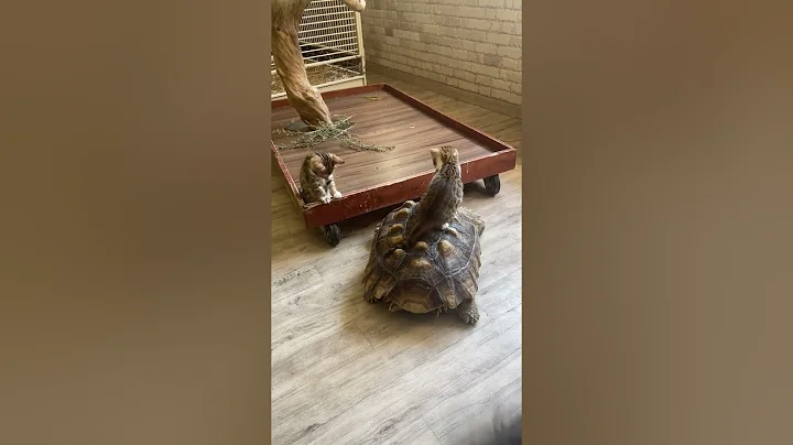 #shorts #amazing #friends #wow #viral On the turtle, the whole world holds.