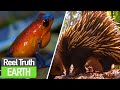 What WEAPONS do Animals Use? | Animals Did It First | Reel Truth Earth - Wildlife & Discovery