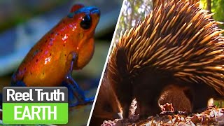 What WEAPONS do Animals Use? | Animals Did It First | Reel Truth Earth - Wildlife &amp; Discovery