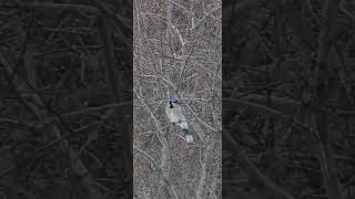 Jay and a junco in the willow...