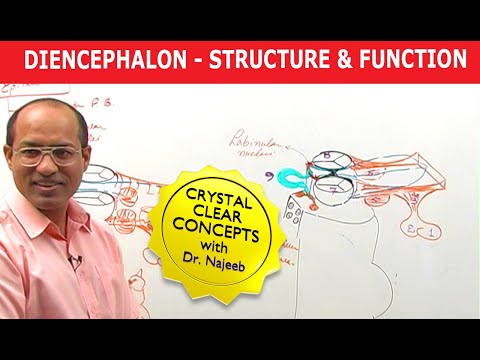 Diencephalon - Structure & Function - Neuroanatomy