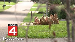 Celebrity Trash piles up in Metro Detroit amid new contract issues Profile