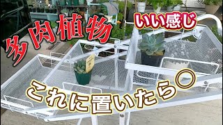 【トラック運転手】多肉植物用