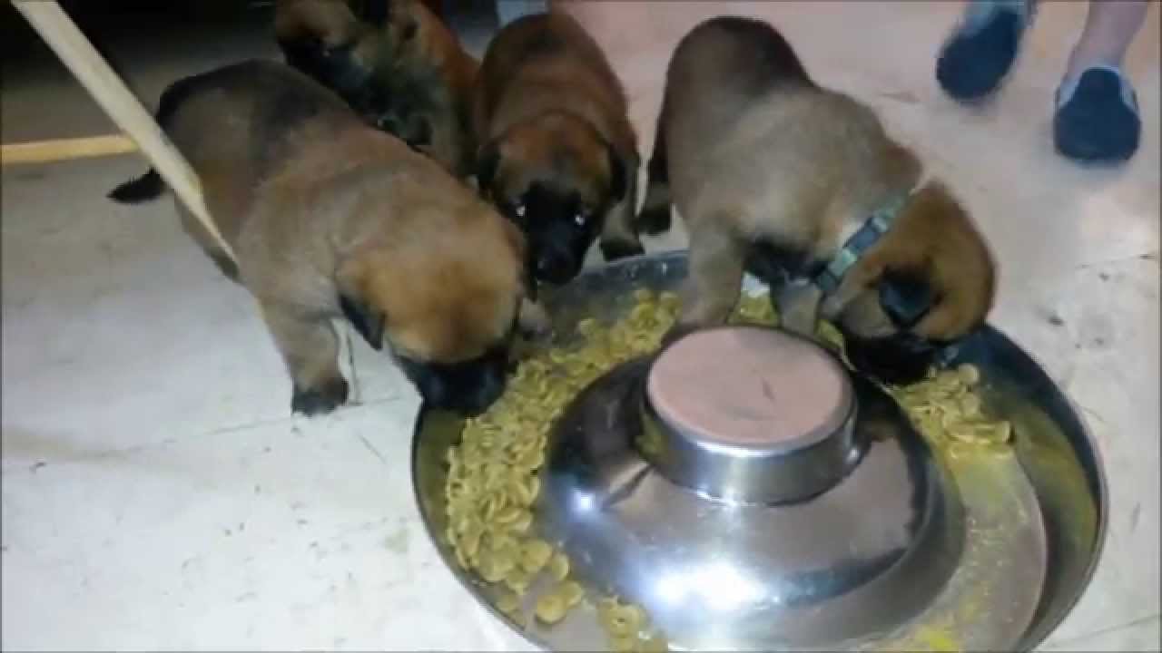 Chiots Berger Malinois Ages De 21 Jours Elevage Gaia Vlka Youtube