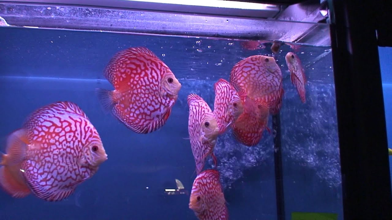 Discus pigeon blood eating dry artemias YouTube