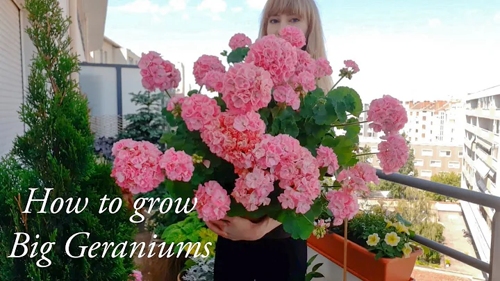 How to Grow Big Geraniums - Complete Careguide - DayDayNews