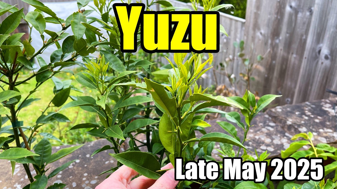 Yuzu & Sudachi Citrus Trees Update - Late May 2025 - YouTube