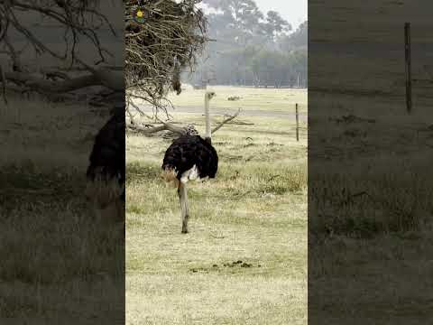 Planning a 70th birthday safari in Kenya? Compare accessible camps, private conservancies,…