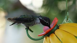 Costas Hummingbird on a feeder - Free Stock Footage and No Copyright Videos