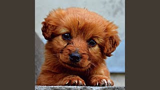 Alluring Backdrops for Doggy Thoughts