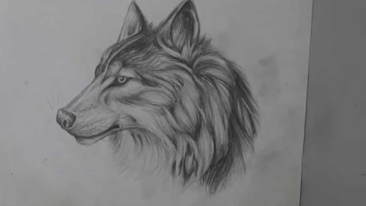 Easy Wolf Pencil Drawing - bestpencildrawing