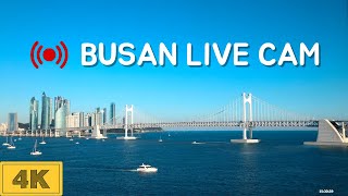 Busan downtown camera 2 — live view