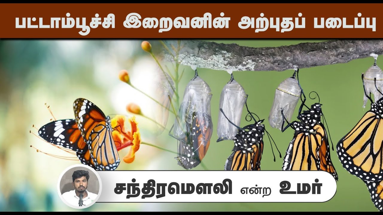 பட்டாம்பூச்சி இறைவனின் அற்புதப் படைப்பு┇சந்திரமௌலி என்ற உமர்┇20-07-2025┇Way to Paradise