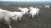 Ясная Усадьба
