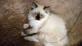 Charlton 4 month old Ragdoll Kitten being adorable