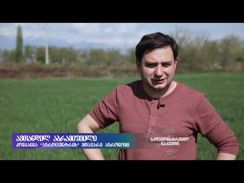 სადემონსტრაციო ნაკვეთი ხორბალი ლაგოდეხის რაიონი 13 04 2019