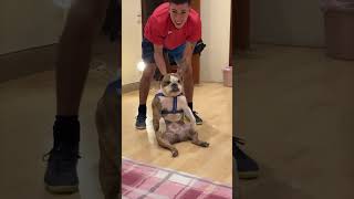 Dog Lets Herself Fall Backwards to Avoid Going for a Walk