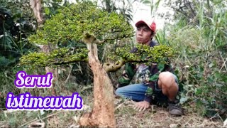 berburu bahan bonsai serut motif tegak super istimewah