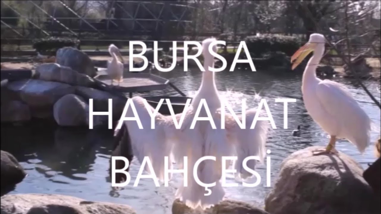 Bursa Hayvanat Bahçesi - YouTube